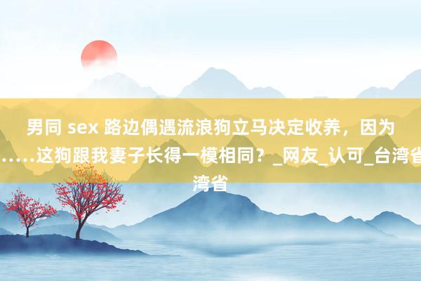 男同 sex 路边偶遇流浪狗立马决定收养，因为……这狗跟我妻子长得一模相同？_网友_认可_台湾省